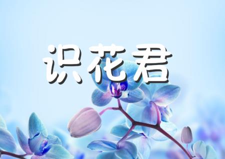 识花君