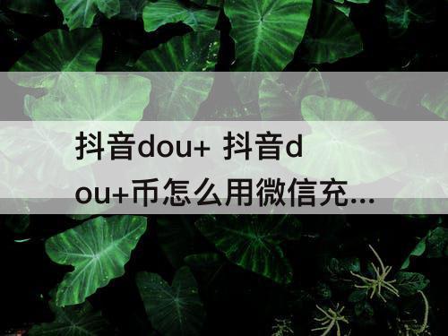 抖音dou+ 抖音dou+币怎么用微信充值