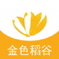 金色稻谷2024