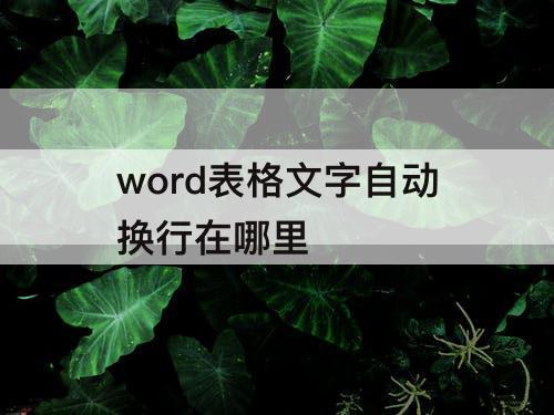 word表格文字自动换行在哪里