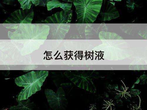 怎么获得树液