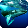 座头鲸模拟器3D